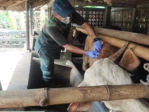 Ternak di Lokasi Antraks Gunungkidul Divaksin hingga 10 Tahun, Ini Alasannya Ternak di Lokasi Antraks Gunungkidul Divaksin hingga 10 Tahun, Ini Alasannya