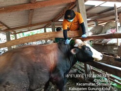 Update Kasus Antraks Gunungkidul, Ternak Zona Merah-Hijau Disuntik Antibiotik