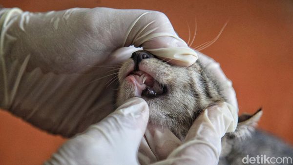 Vaksinasi Rabies Gratis bagi Hewan Peliharaan
