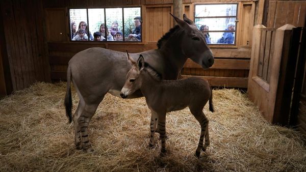 Anak Keledai Super Langka Lahir di Kebun Binatang Chili, Ini Potretnya