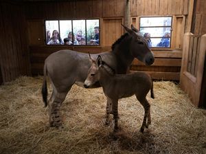 Anak Keledai Super Langka Lahir di Kebun Binatang Chili, Ini Potretnya