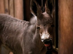 Biadabnya Manusia Akhir Zaman hingga Zina di Jalan-jalan