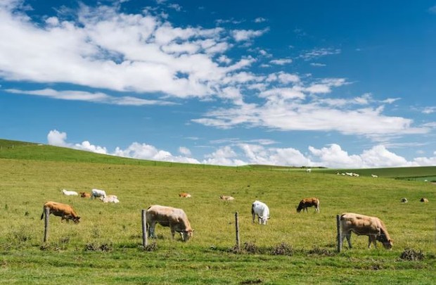 Bakteri antraks/ foto: Freepik/ wirestock Sapi di tanah luas