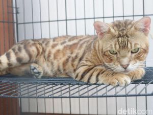 Jangan Sampai Anabul di Rumah Diserang Kutu, Begini Cara Basmi Kutu Anjing dan Kucing
