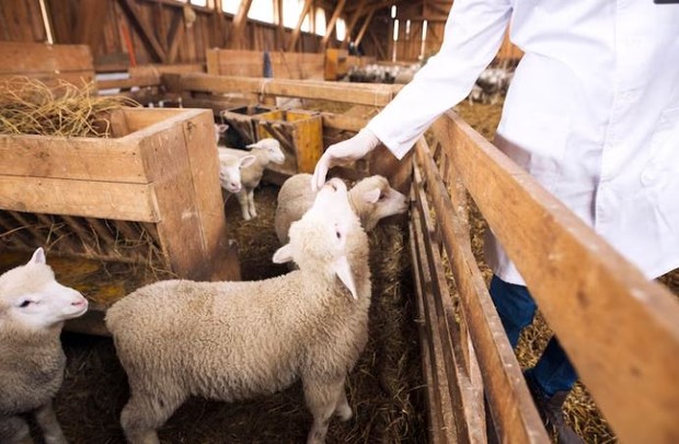 Gejala antraks pada hewan/ foto: Freepik/ aleksandarlittlewolf Domba