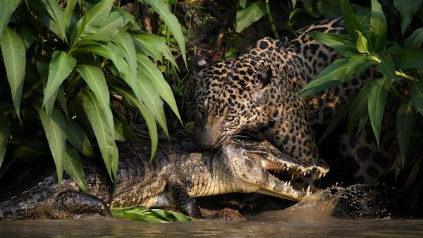 Karya Mengesankan Jawara Kontes Fotografi Lingkungan, Ada Indonesia