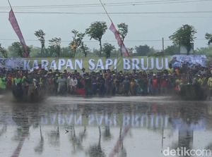 Cara Petani Probolinggo Eratkan Silaturahmi dengan Karapan Sapi Brujul