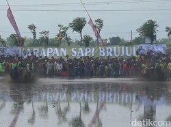 Cara Petani Probolinggo Eratkan Silaturahmi dengan Karapan Sapi Brujul