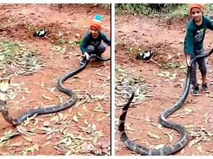 Viral Video Bocah Main Bareng King Cobra Raksasa Bikin Heboh Warganet Viral Video Bocah Main Bareng King Cobra Raksasa Bikin Heboh Warganet