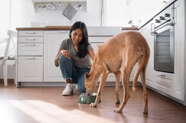 Perempuan sedang memberi makan anjing