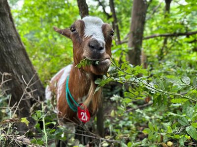 New York Lepasliarkan Kambing Untuk Basmi Hama dan Gulma