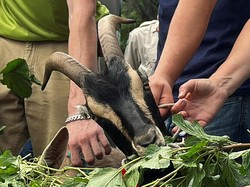 Asal-usul Kata Kambing Hitam untuk Orang yang Dipersalahkan, Kenapa Kambing?