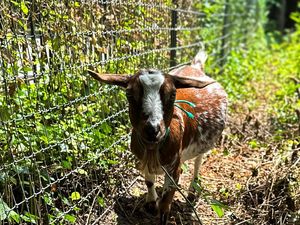 3 Ekor Kambing Milik Panti Asuhan di Depok Dicuri, Tersisa Jeroan Saja 3 Ekor Kambing Milik Panti Asuhan di Depok Dicuri, Tersisa Jeroan Saja
