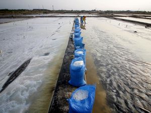 Produksi Garam di Pasuruan Terkendala Cuaca Produksi Garam di Pasuruan Terkendala Cuaca