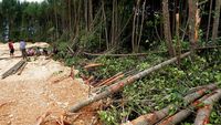 Warga-Polisi Hentikan Pembabatan Hutan Mangrove Teluk Youtefa Papua