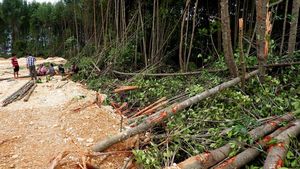 Warga-Polisi Hentikan Pembabatan Hutan Mangrove Teluk Youtefa Papua