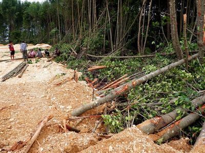 Warga-Polisi Hentikan Pembabatan Hutan Mangrove Teluk Youtefa Papua