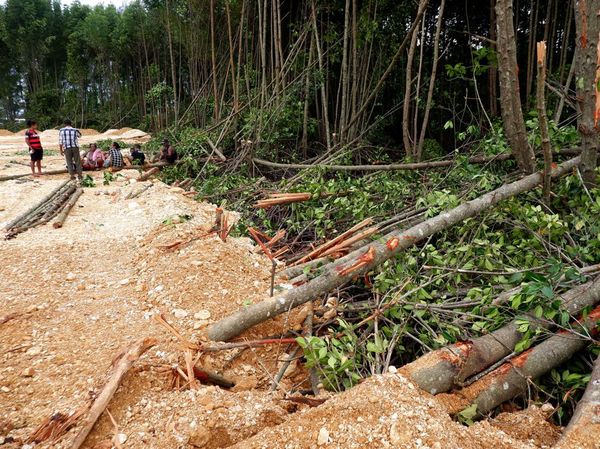 Warga-Polisi Hentikan Pembabatan Hutan Mangrove Teluk Youtefa Papua