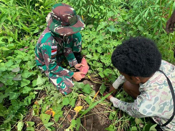 Satgas Yonif 143/TWEJ Panen Ubi Jalar Bersama Warga Papua