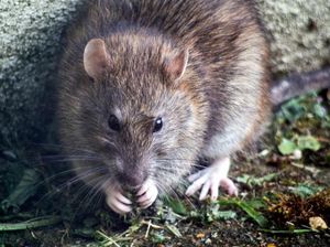 Fenomena Rat King yang Masih Misterius: Ekor Tikus Saling Terlilit