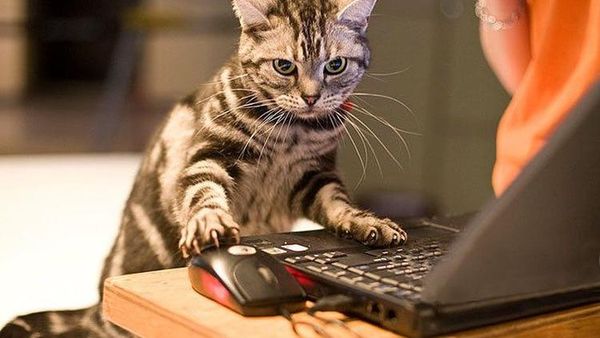 Foto Beda Kelakuan Kucing Jadul dan Kekinian