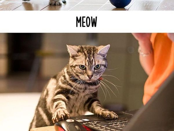 Foto Beda Kelakuan Kucing Jadul dan Kekinian