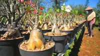 Intip Budi Daya Bonsai Adenium yang Dihargai Jutaan Rupiah