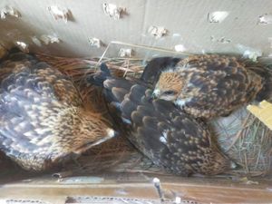 Perdagangan 6 Ekor Elang Dilindungi Digagalkan di Surabaya Perdagangan 6 Ekor Elang Dilindungi Digagalkan di Surabaya