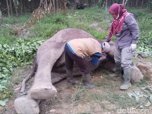 Duh! Gajah di Riau Mati Lagi karena Diracun Duh! Gajah di Riau Mati Lagi karena Diracun
