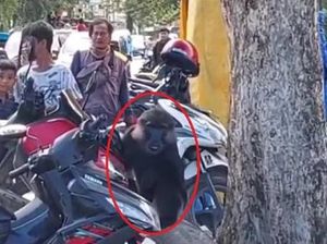 Monyet Hitam Teror Permukiman di Palopo, Warga Digigit-Makanan Direbut