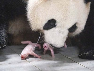 Selamat! Panda Ai Bao Lahirkan Bayi Kembar