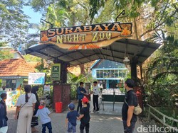 Promo Agustusan di Surabaya Night Zoo, Tiket Masuk Diskon 50%