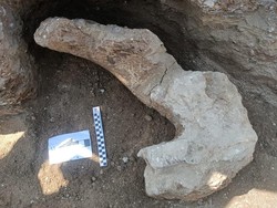 Fosil Diduga Gigi Gajah Ditemukan di Dayu Karanganyar