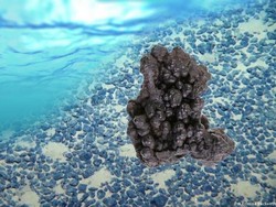 Tren Baru Pertambangan Laut Dalam Rawan Bencana Lingkungan?