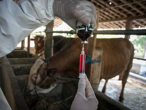 Ribuan Sapi di Sukoharjo Divaksinasi Antraks Ribuan Sapi di Sukoharjo Divaksinasi Antraks
