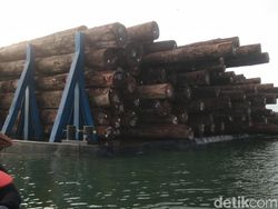 Asal 4.800 kubik kayu yang terdampar di pesisir barat Lampung dari perusahaan di Sumatera Barat