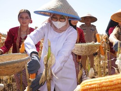 Banyuwangi Disebut Lumbung Jagung Jawa Timur
