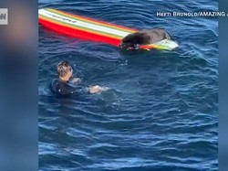 Tuman! Seekor Otter Ketagihan Curi Papan Selancar