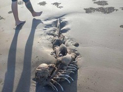 Geger Kerangka Mirip Manusia Berbulu Sepanjang 2 Meter di Pantai