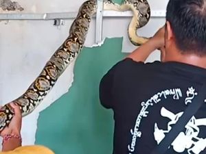 Hiii.. Ular 3 Meter Berburu Tikus hingga Masuk Plafon Rumah
