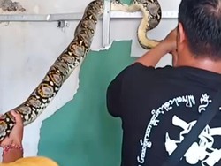Hiii.. Ular 3 Meter Berburu Tikus hingga Masuk Plafon Rumah