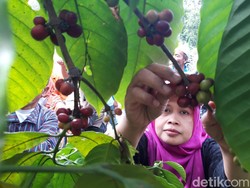 Awali Panen Kopi, Petani Banyuanyar Boyolali Gelar Tradisi Wiwit