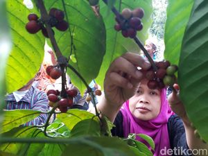 Awali Panen Kopi, Petani Banyuanyar Boyolali Gelar Tradisi Wiwit Awali Panen Kopi, Petani Banyuanyar Boyolali Gelar Tradisi Wiwit