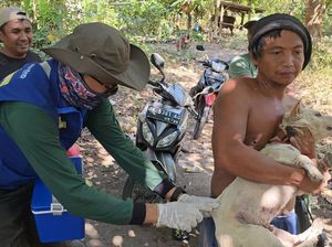 295 Anjing Tak Bertuan Ditidurkan Imbas Bocah Tewas Karena Rabies 295 Anjing Tak Bertuan Ditidurkan Imbas Bocah Tewas Karena Rabies