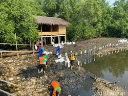 Kondisi Terkini Hutan Mangrove Angke, Sampah Menyatu dengan Tanah