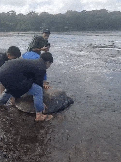 Aksi Heroik Warga Angkut Penyu Hijau di Pesisir Tasikmalaya