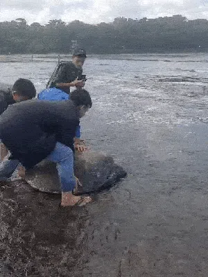 Aksi Heroik Warga Angkut Penyu Hijau di Pesisir Tasikmalaya Aksi Heroik Warga Angkut Penyu Hijau di Pesisir Tasikmalaya