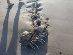 Temuan Aneh Bikin Gempar, Kerangka Mirip Manusia Setengah Ikan