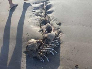 Heboh Benda Mirip Kerangka Manusia Setengah Ikan Heboh Benda Mirip Kerangka Manusia Setengah Ikan