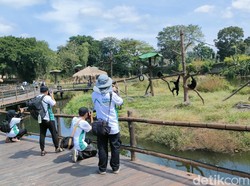 Solo Safari Bersiap Hadapi Libur Nataru, Cek Harga Tiket dan Jam Operasional